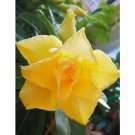 Rare 2 PCS Premium Adenium Seeds Desert Rose Light Golden Flowers