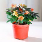Rare 100 PCS Mimosa pudica Seeds Colorful Sensitive Plant
