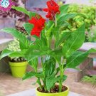 Rare 15 PCS Canna Indica Seeds Fresh Red Double Flowers