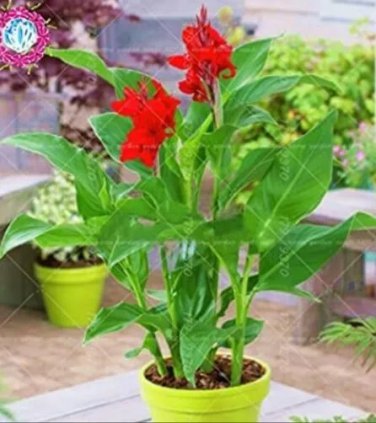 Rare 15 PCS Canna Indica Seeds Fresh Red Double Flowers