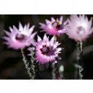Rare 5pcs Asteraceae Small Shrub Leprechaun Flower Canescens Seeds