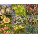 Rare 20 pcs Leucadendron Mix Seeds Garden Ornamental Plants