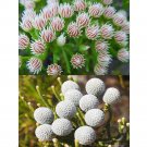 Rare 5pcs Brunia albiflora Brunia Laevis Garden Plants - Seeds