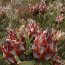 Rare 5 pcs Leucadendro Succulents Garden Plants - Seeds