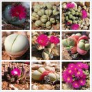 Rare 20 pcs Argyroderma Mix Succulents Garden Plants - Seeds