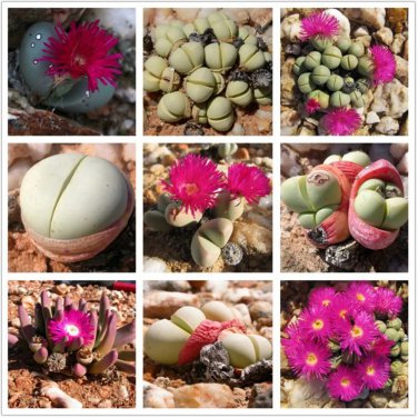 Rare 20 pcs Argyroderma Mix Succulents Garden Plants - Seeds