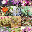 Rare 20 pcs GIBBAEUM Mix Succulents Garden Plants - Seeds