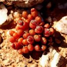 Rare 20 pcs oophytum nanum Succulents Garden Plants - Seeds
