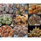 Rare 100pcs Lithops Succulents Garden Plants - Mix Seeds