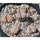Rare 100 pcs Lithops gracilidelineata C243 Succulents Garden Plants - Seeds