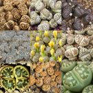 Rare 100 pcs LITHOPS dorothea Succulents Garden Plants - Mix Seeds
