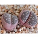 Rare 100 pcs olivacea C109A Succulents Garden Plants - Seeds