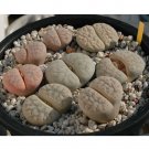 Rare 100 pcs Lithops gracilidelineata C385 Succulents Garden Plants - Seeds