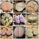 Rare 100 pcs LITHOPS pseudotruncatella Succulents Garden Plants - Mix Seeds