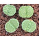 Rare 100 pcs L. julii ssp fulleri cv fullergreen C56A * salicola 'malachite'