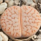 Rare 100 pcs Lithops pseudotruncatella C357 Garden Plants - Seeds