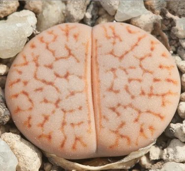 Rare 100 pcs Lithops pseudotruncatella C357 Garden Plants - Seeds