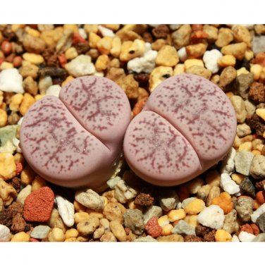 Rare 100 pcs Lithops pseudotruncatella c187 Garden Plants - Seeds
