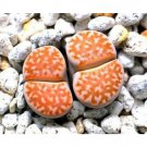 Rare 100 pcs Lithops julii C218A Succulents Garden Plants - Seeds