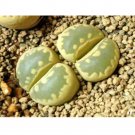 Rare 100 pcs Lithops otzeniana green attempts Succulents Garden Plants - Seeds