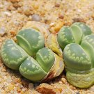 Rare 100 pcs Lithops otzeniana C128A Succulents Garden Plants - Seeds