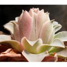 Rare 20pcs Greenovia diplocycla ex La Gomera - Alojera Succulents Garden Plants - Seeds
