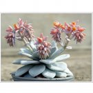 Rare 20 pcs ECHEVERIA Laui Succulents Garden Plants - Seeds