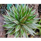 Rare 10 pcs AGAVE impressa Succulents Garden Plants - Seeds