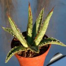 Rare 10 pcs Agave difformis Succulents Garden Plants - Seeds