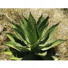 Rare 10 pcs Agave inaequidens subsp. inaequidens Succulents Garden Plants - Seeds