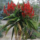 Rare 10 pcs Aloe vaombe Succulents Garden Plants - Seeds