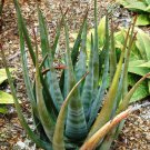 Rare 10 pcs Aloe cryptopoda Succulents Garden Plants - Seeds