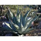 Rare 10 pcs Agave gigantensis Succulents Garden Plants - Seeds