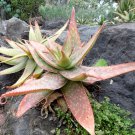 Rare 10 pcs Agave gigantensis Succulents Garden Plants - Seeds