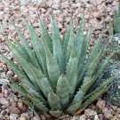 Rare 10 pcs Agave mckelveyana Succulents Garden Plants - Seeds