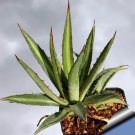 Rare 10 pcs Agave funkiana Succulents Garden Plants - Seeds