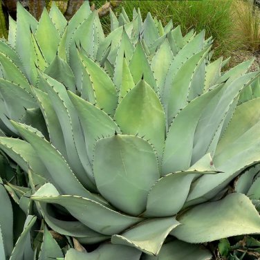 Rare 10 pcs Agave flexispina Succulents Garden Plants - Seeds