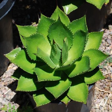 Rare 10 pcs Agave chiapensis Succulents Garden Plants - Seeds