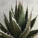 Rare 10 pcs Agave ghiesbreghtii 'Purpusorum' Succulents Garden Plants - Seeds