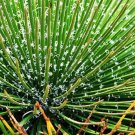 Rare 10 pcs Agave geminiflora Succulents Garden Plants - Seeds