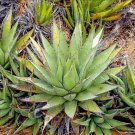 Rare 10 pcs Agave cerulata subsp. cerulata Succulents Garden Plants - Seeds