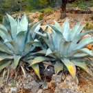 Rare 10 pcs Agave americana Succulents Garden Plants - Seeds