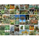Rare 100 pcs Aloe Mix Succulents Garden Plants - Seeds