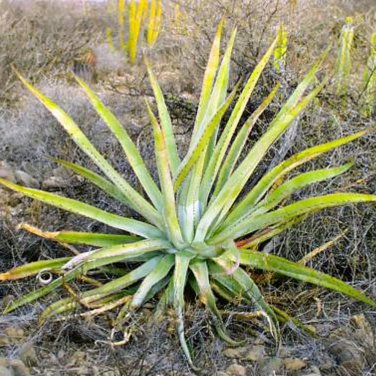 Rare 10 pcs Agave aurea &acirc;�� Golden Agave Succulents Garden Plants - Seeds