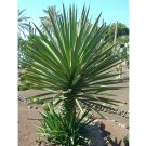 Rare 10 pcs Agave karwinskii Succulents Garden Plants - Seeds