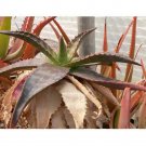 Rare 10 pcs Aloe Mudenensis Succulents Garden Plants - Seeds