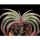 Rare 10 pcs Aloe Love Heart Shape Suprafoliata Seeds - Rare - Exotic - Fresh Seeds