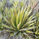Rare 10 pcs Agave triangularis 'Subintegra' Seeds Succulents Garden Plants - Seeds