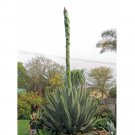 Rare 10 pcs Agave salmiana Garden Plants - Seeds