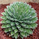 Rare 10 pcs Agave Victoriae-Reginae, exotic rose succulent aloe hardy plant seed - Seeds